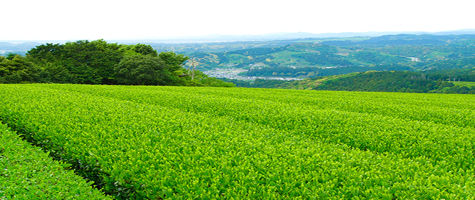 高級お茶